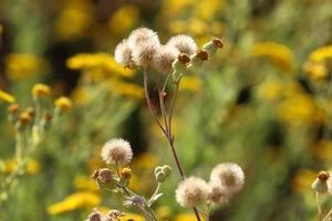 fleurs d'été dans un parc de la ville d'israël. photo