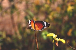 papillon noir orange sur fleur dans le jardin à karachi pakistan 2022 photo