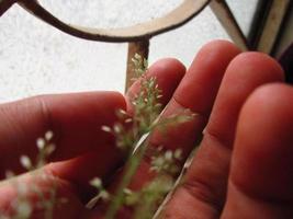 femme tenant de minuscules fleurs à la main à karachi pakistan 2022 photo