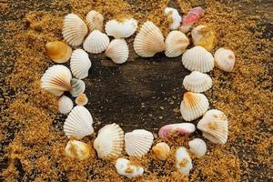 différents coquillages et sable photo