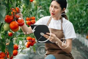 l'agriculture utilise des tablettes de contrôle de la production pour surveiller la qualité des légumes et des tomates en serre. agriculteur intelligent utilisant une technologie pour étudier photo