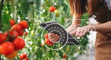 l'agriculture utilise des tablettes de contrôle de la production pour surveiller la qualité des légumes et des tomates en serre. agriculteur intelligent utilisant une technologie pour étudier