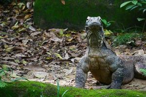 dragon de komodo bougeant son cou photo