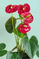 plante d'intérieur anthurium en pot de fleurs blanc isolé sur fond vert anthurium est une fleur en forme de coeur fleurs de flamant rose ou anthurium andraeanum, araceae ou arum symbolisent l'hospitalité photo