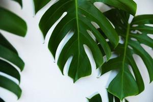 feuilles tropicales monstera deliciosa sur fond blanc photo