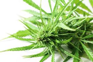 Libre de plante de cannabis vert sur fond blanc photo