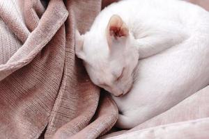 gros plan sur un mignon chaton endormi à la maison photo