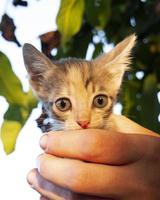 petit chaton avec de beaux grands yeux dans ses mains photo