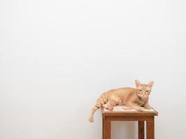 chat mignon couleur orange assis sur une chaise regardant la caméra sur fond blanc photo