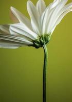marguerite commune , fleur simple . vertical photo