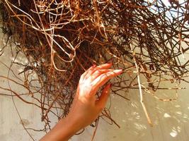 main de femme au soleil sur un buisson séché à karachi pakistan 2022 photo