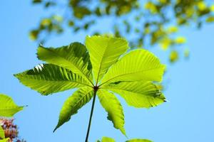 feuille verte de marronnier vers le ciel bleu. feuille de marronnier d'Inde. aesculus hippocastanum photo