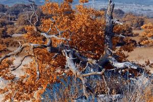 vieil arbre en automne. photo