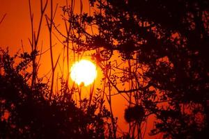 coucher de soleil rouge à travers la silhouette des branches et des feuilles d'un arbre photo