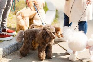 Beau caniche nain blanc soigné debout sur la rue de la ville photo