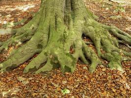 racines de chêne et feuilles mortes en hiver photo