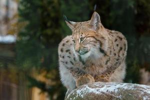 portrait de lynx eurasien photo