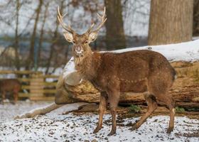 cerf sika indochinois photo