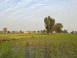 Vue aérienne graduée en couleur cinématographique d'un champ de cultures dans le village du pakistan belle vue sur le paysage du champ de riz à thathi mianwali photo