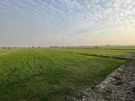 Vue aérienne graduée en couleur cinématographique d'un champ de cultures dans le village du pakistan belle vue sur le paysage du champ de riz à thathi mianwali photo