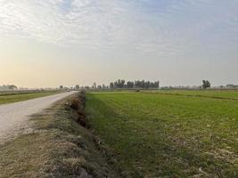 Vue aérienne graduée en couleur cinématographique d'un champ de cultures dans le village du pakistan belle vue sur le paysage du champ de riz à thathi mianwali photo