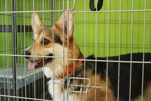Corgi welsh pembroke dog dans une cage en attente de visite pour un rendez-vous dans une clinique vétérinaire. concept de traitement et de soins des animaux de compagnie. santé, quarantaine, récupération, bilan et vaccination des animaux domestiques photo