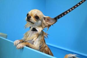 drôle de chien chihuahua avec fourrure humide debout dans une salle de bain après le bain et le lavage dans un salon de toilettage. hygiène professionnelle, bien-être, procédures de spa du concept d'animaux. idée de soins pour animaux de compagnie. fermer photo