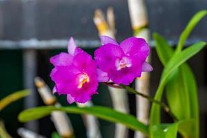 fleur d'orchidée qui fleurit dans le jardin photo