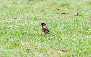 moineau debout sur le terrain photo