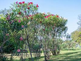 laurier-rose doux, baie rose qui fleurit dans le parc photo