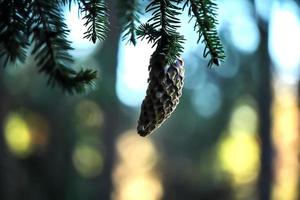 pomme de pin accrochée à une branche avec des aiguilles vertes avec une lumière magique jaune vif au coucher du soleil sur fond photo