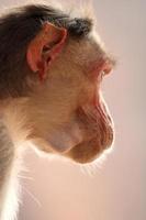 singe macaque bonnet dans le fort de badami. photo