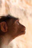 singe macaque bonnet dans le fort de badami. photo