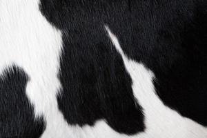 tapis de fourrure avec fond de peau de vache noire. motif de texture de vache. modèle de peau d'animal. fond de tache. photo