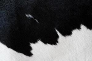 tapis de fourrure avec fond de peau de vache noire. motif de texture de vache. modèle de peau d'animal. fond de tache. photo