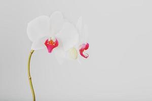 orchidée blanche tropicale sur fond gris clair. espace libre, espace de copie photo