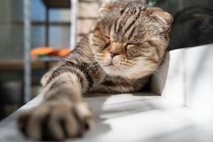 chat, scottish fold, allongé sur le rebord de la fenêtre, sa grosse patte tendue, dans les rayons du soleil d'été. mode de vie des animaux de compagnie. photo