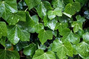 feuillage vert vif en gouttes de pluie. Contexte. fermer. photo