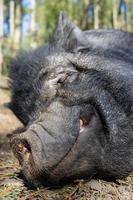 un sanglier souriant et satisfait dort sur le sol sous le soleil chaud du printemps, dans un zoo. fermer. photo