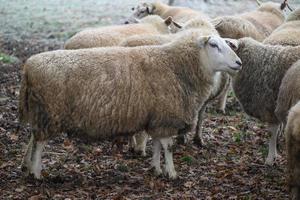 moutons en allemagne photo