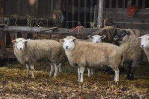 moutons en allemagne photo