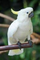photo d'un cacatoès à crête jaune debout sur une branche et regardant la caméra. oiseau, animal.