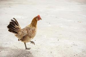 vie animale de poule ou de poulet photo