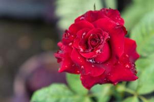 roses rouges dans le jardin nature roses photo