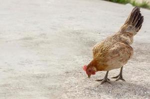 vie animale de poule ou de poulet photo