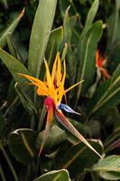 gros plan de fleur d'oiseau de paradis dans la forêt tropicale. photo