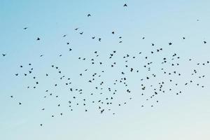 silhouettes d'oiseaux dans le ciel photo