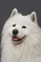 portrait en gros plan d'un beau chien samoyède à fourrure blanche photo