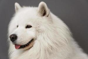 portrait en gros plan d'un beau chien samoyède à fourrure blanche photo