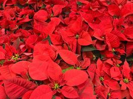 Plantes de poinsettia en vente dans le magasin de vacances de Noël photo